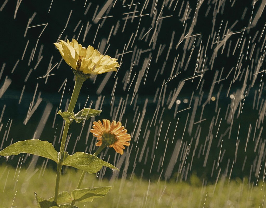 Bali’s Rain Ritual: Why Water Symbolizes Purity and Renewal
